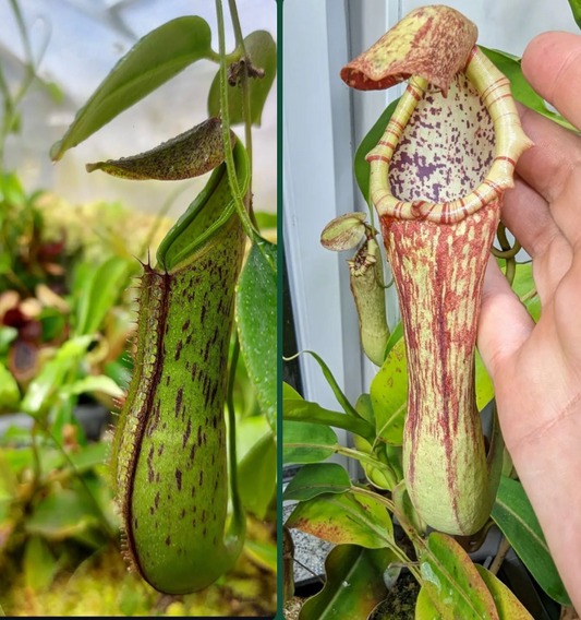 Nepenthes (adnata x spathulata) x boschiana