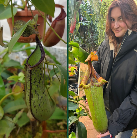 Nepenthes (adnata x spathulata) x truncata 'highland red' 15-20cm
