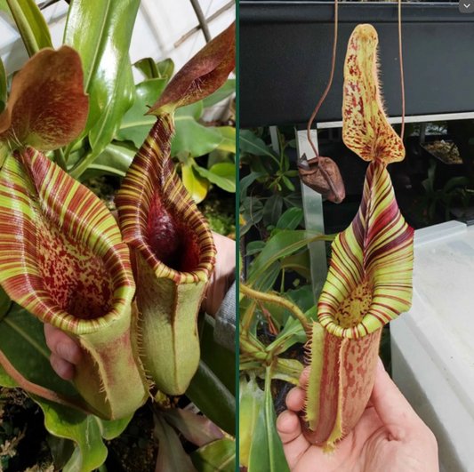 Nepenthes (veitchii x lowii) x (mollis x veitchii) 10cm
