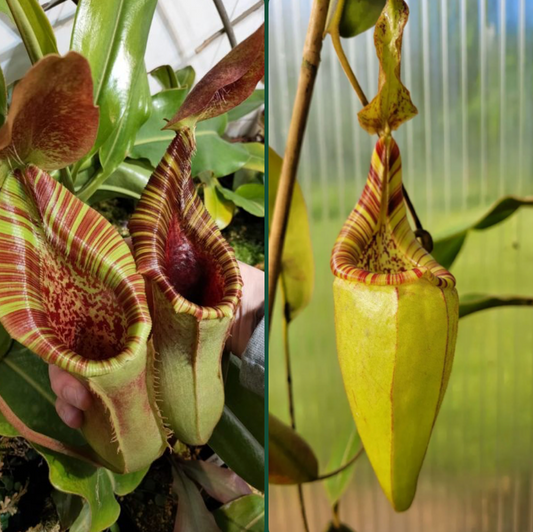 Nepenthes (lowii x veitchii) x (minima x mollis) 7cm