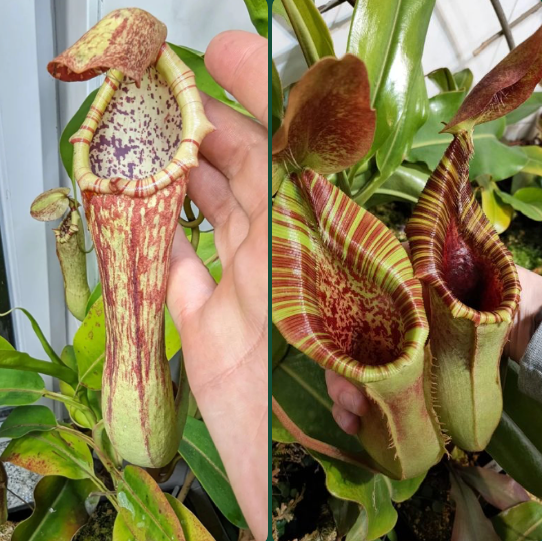Nepenthes boschiana x (lowii x veitchii) 10 cm