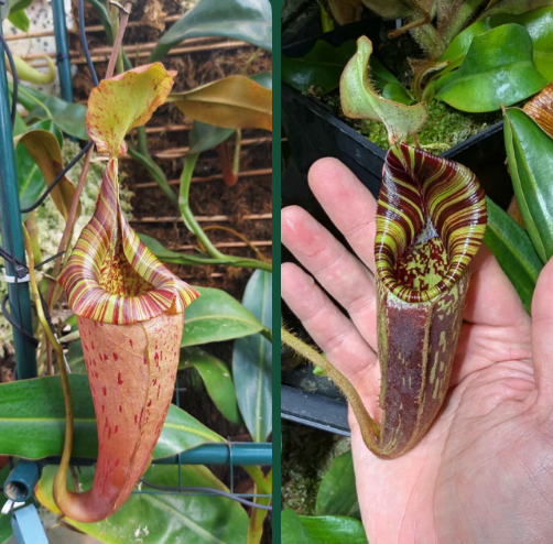 Nepenthes (veitchii x platychila) x mollis