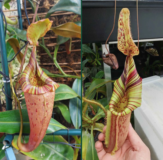 Nepenthes (veitchii x platychila) x (mollis x veitchii) 10cm