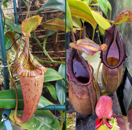 Nepenthes (veitchii x platychila) x naga 10cm