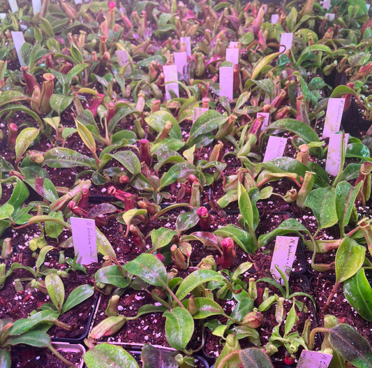 Nepenthes boschiana x (lowii x veitchii)