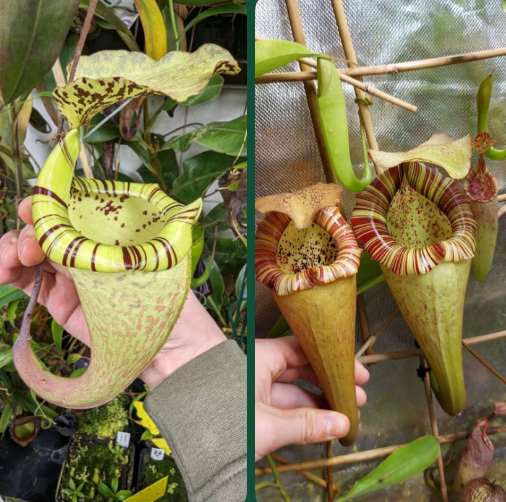 Nepenthes (burbidgeae x platychila) x (platychila x boschiana) 30cm