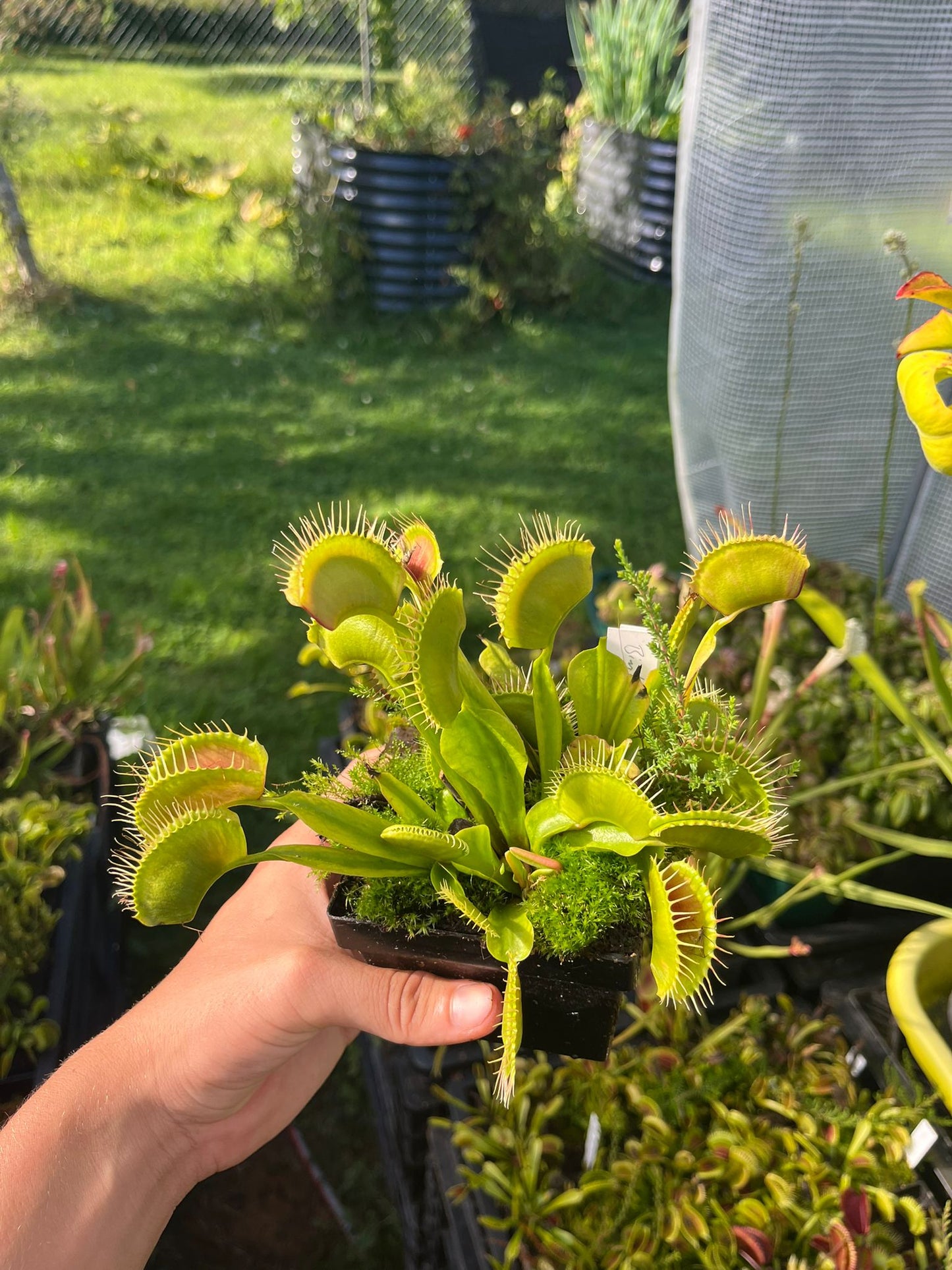 Dionaea muscipula 'Bimbo'