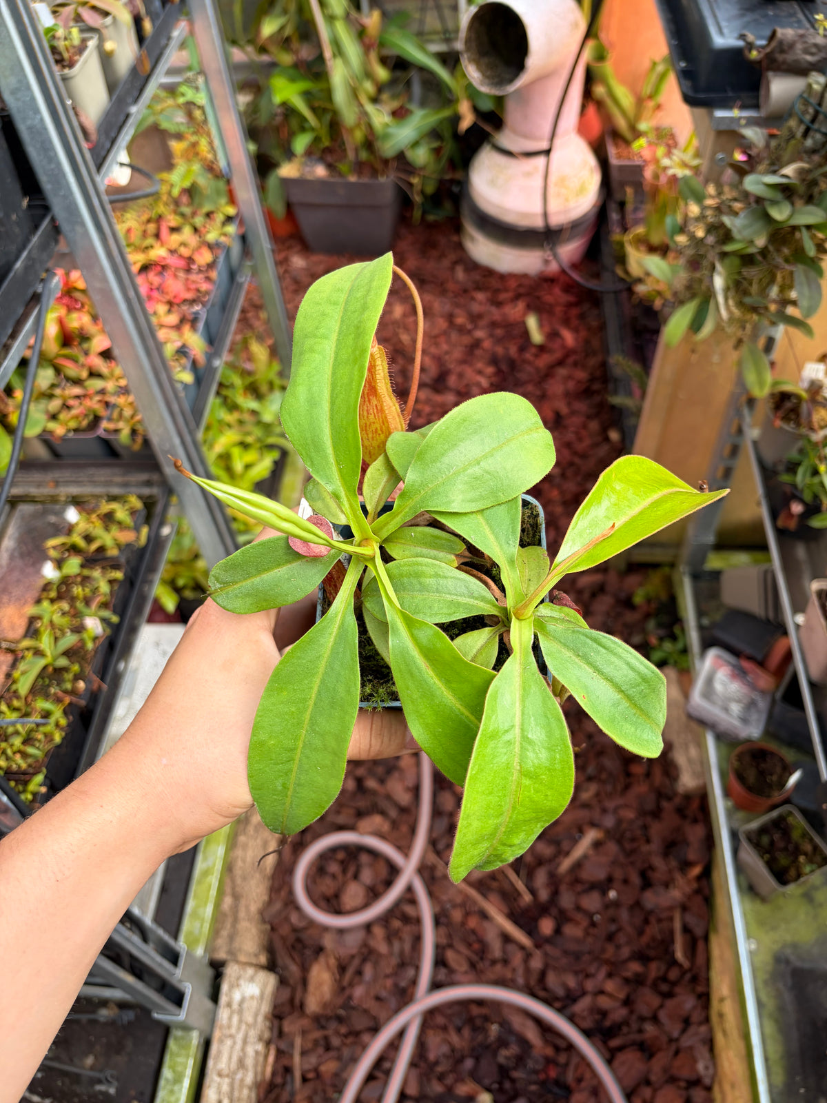 Nepenthes petiolata x alata (BE-4580) 15cm+