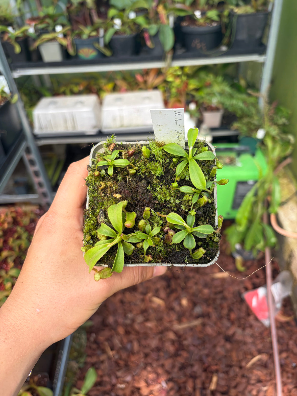 Nepenthes lowii ‚Murud‘ x mollis 5cm