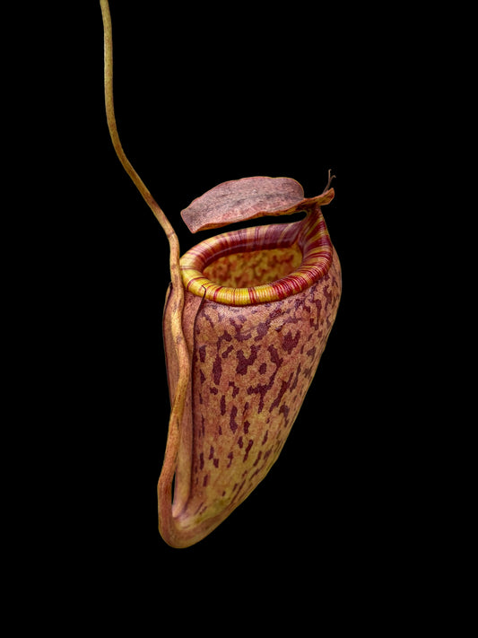 Nepenthes tenuis x peltata
