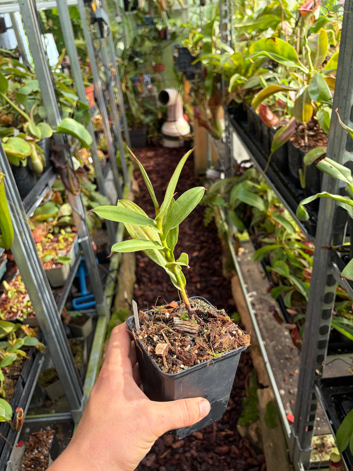 Nepenthes lingulata SG ‚rooted cutting‘