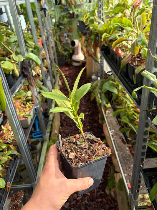 Nepenthes lingulata SG ‚rooted cutting‘