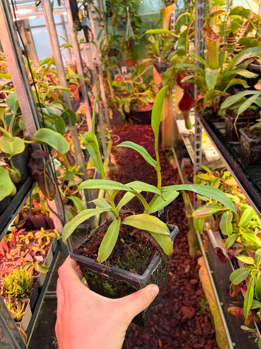 Nepenthes singalana ‚2 Growpoints‘