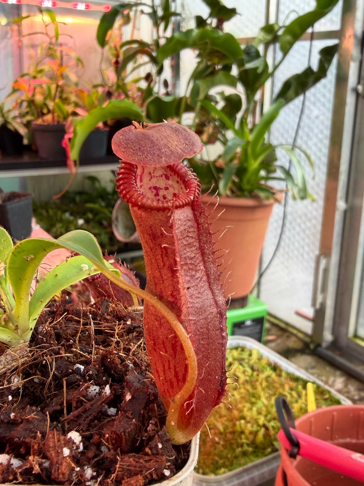 Nepenthes izumiae x edwardsiana 'SG'