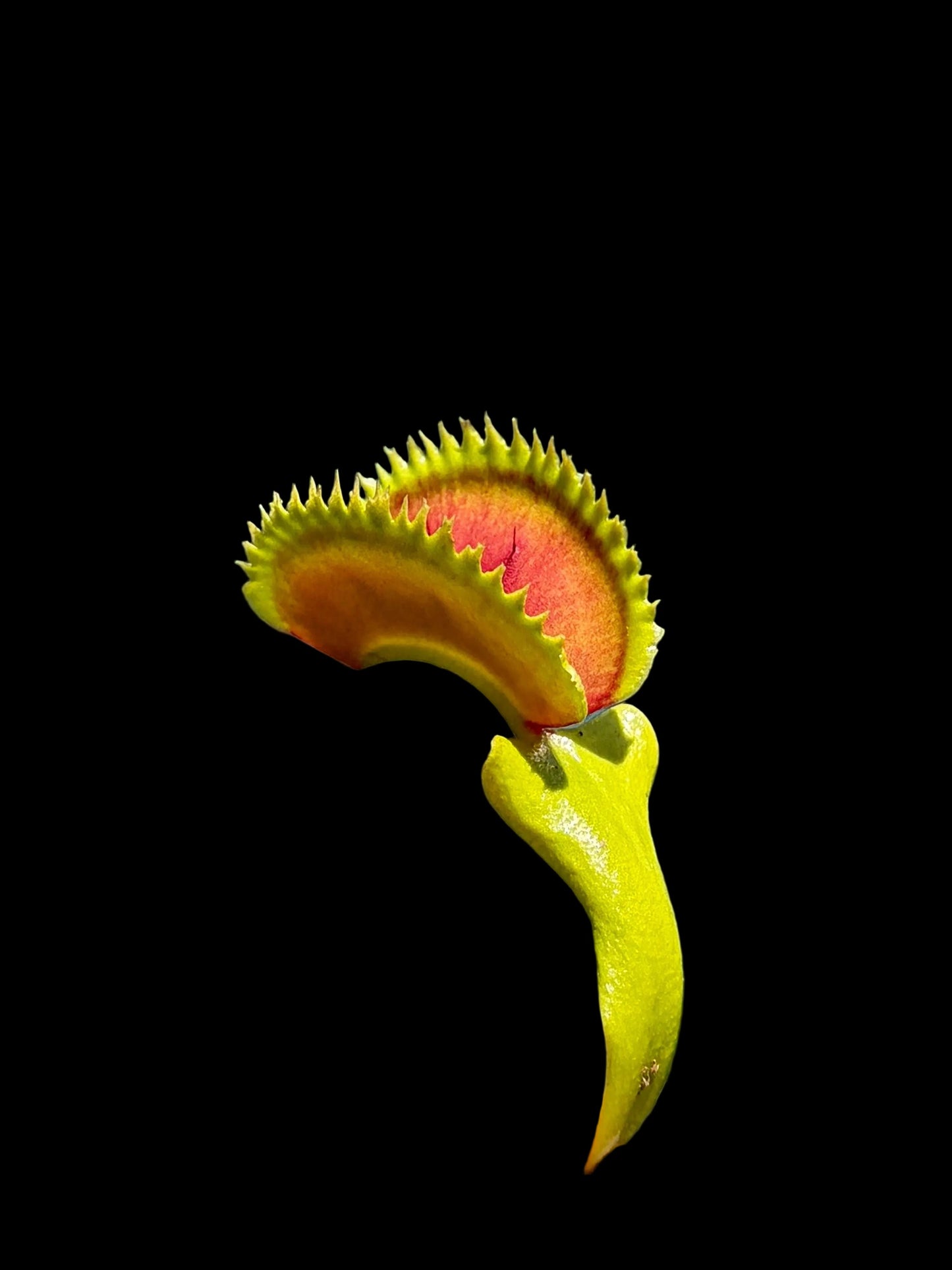 Dionaea muscipula 'Vertiglio'