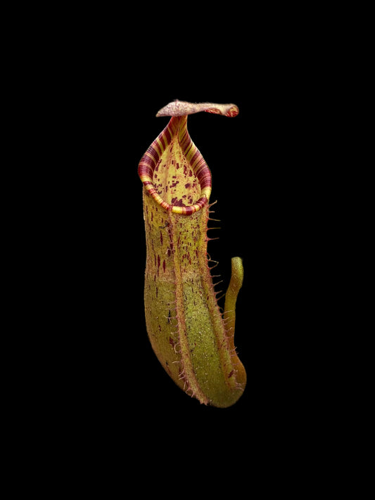 Nepenthes (veitchii x platychila) x veitchii ‘candy’ 10cm