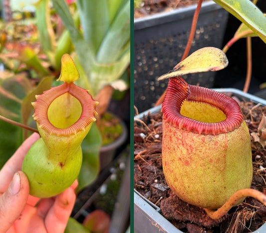 Nepenthes ventricosa x sibuyanensis 15cm