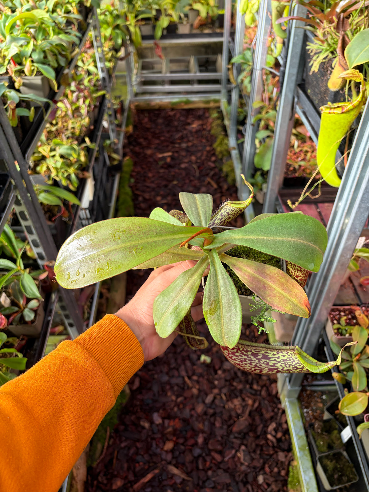 Nepenthes spectabilis x platychila 25cm