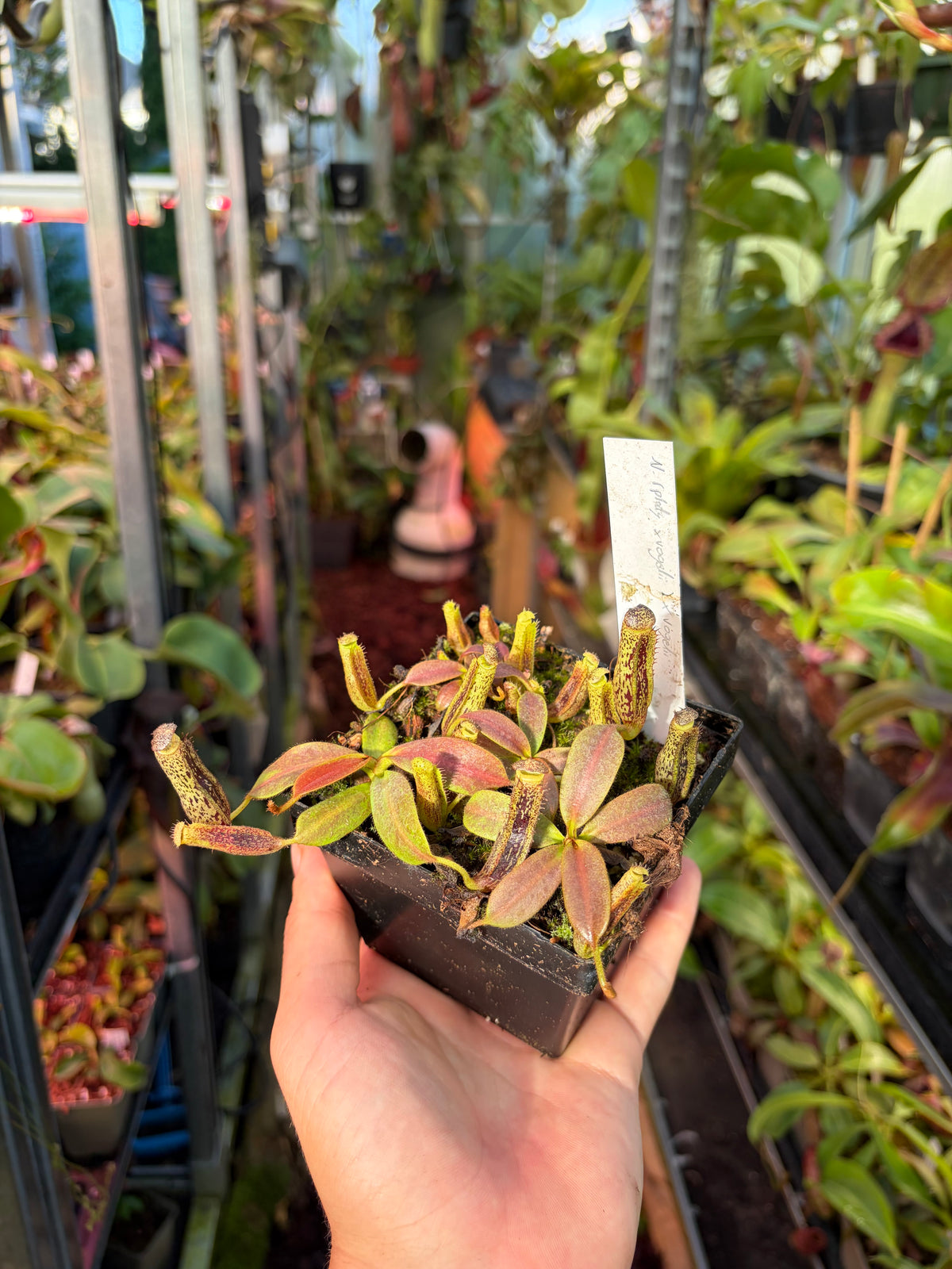 Nepenthes vogelii 5-7cm