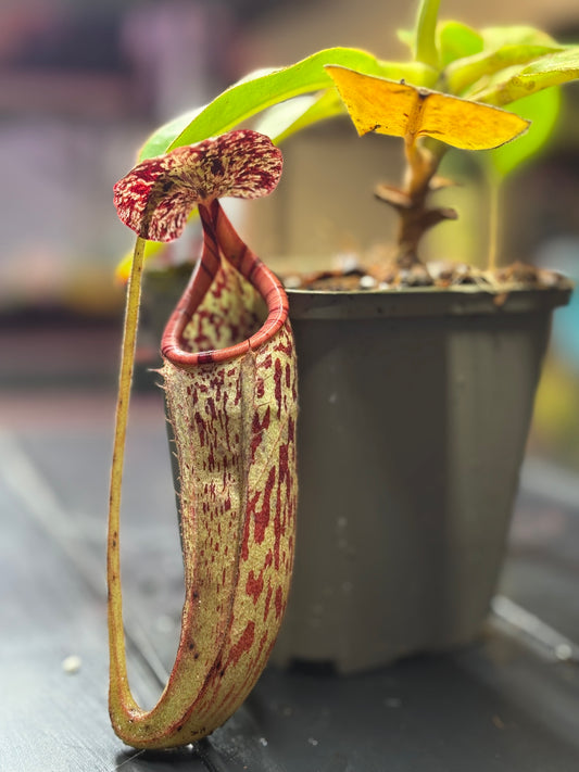 Nepenthes burbidgeae x glandulifera 20cm