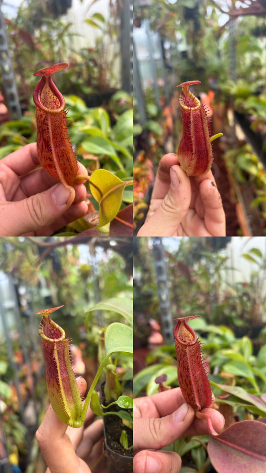 Nepenthes (veitchii x platychila) x (lowii x zakriana)