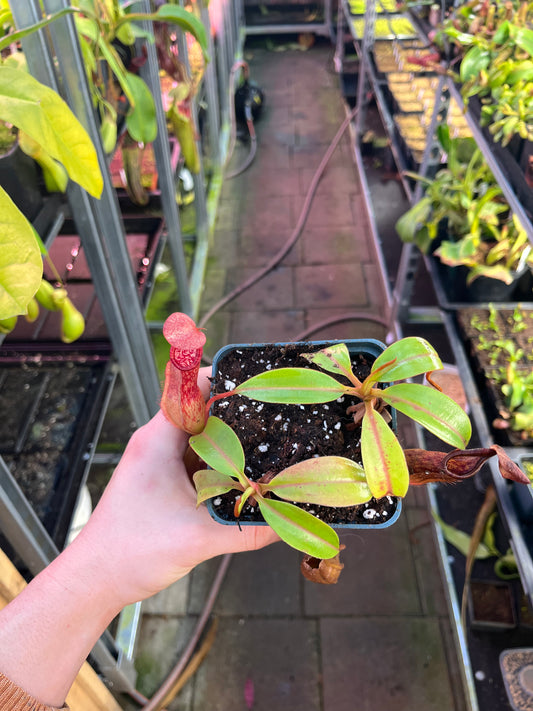 Nepenthes petiolata x alata 10cm