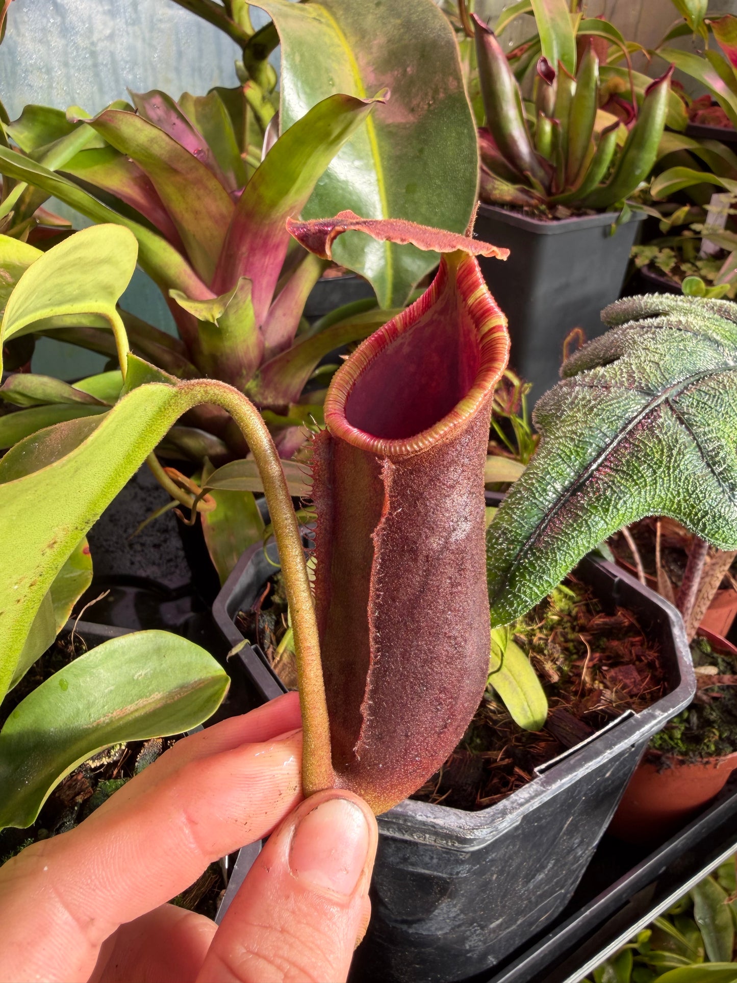 Nepenthes (lowii x truncata) x (lowii x campanulata) 30cm