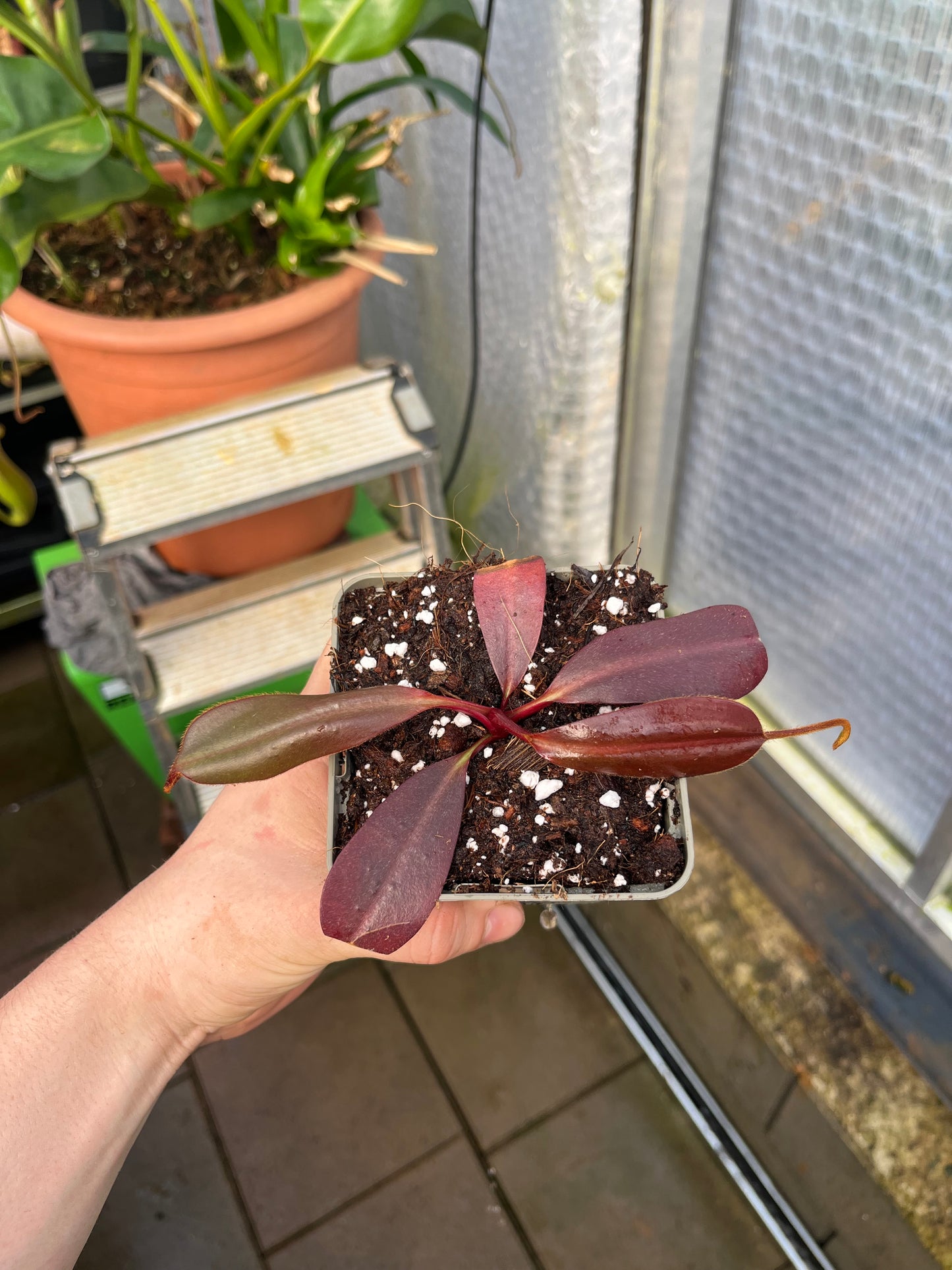 Nepenthes peltata x ephippiata 10cm
