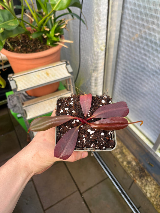 Nepenthes peltata x ephippiata 10cm