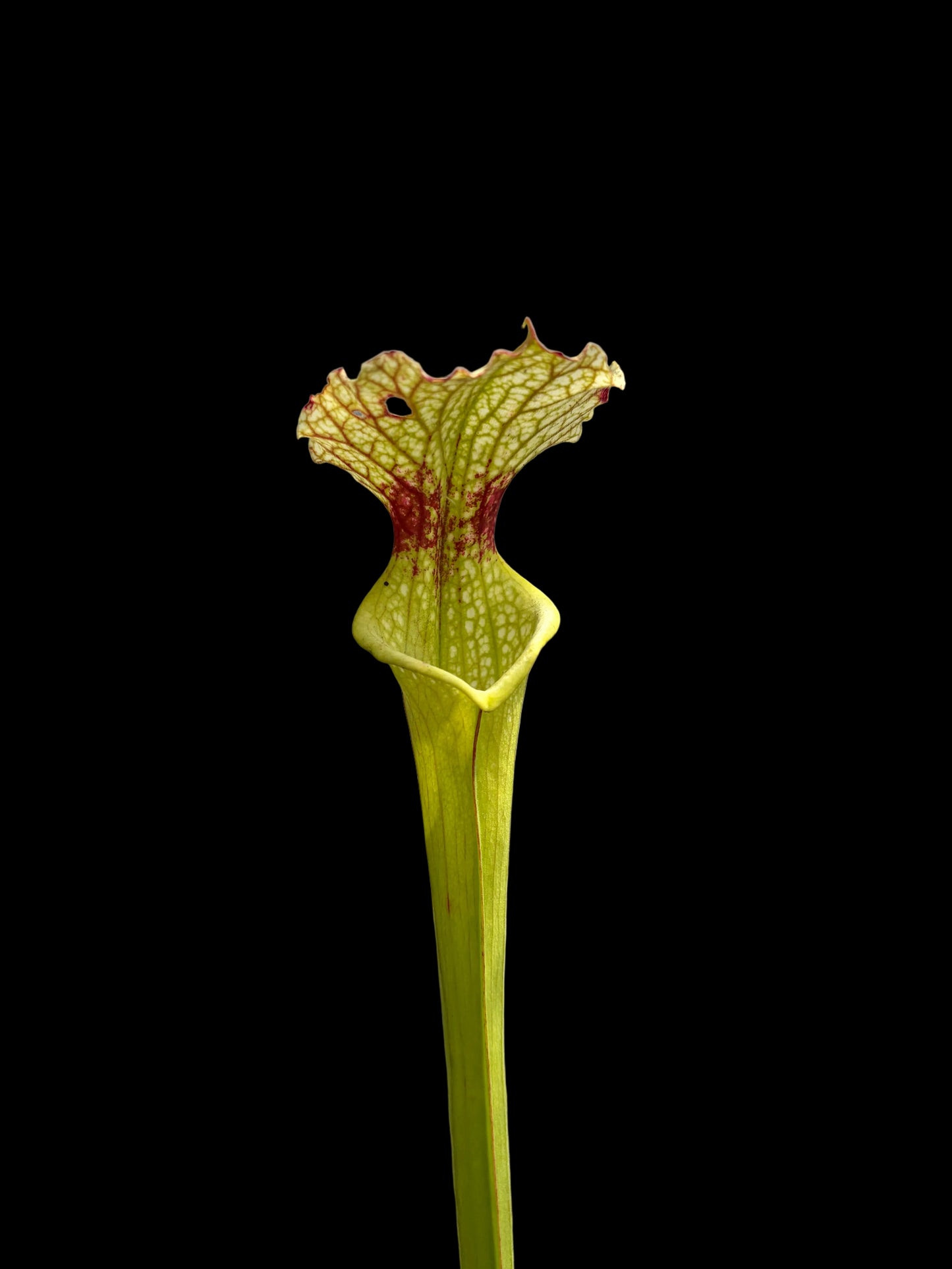 Sarracenia x moorei #047