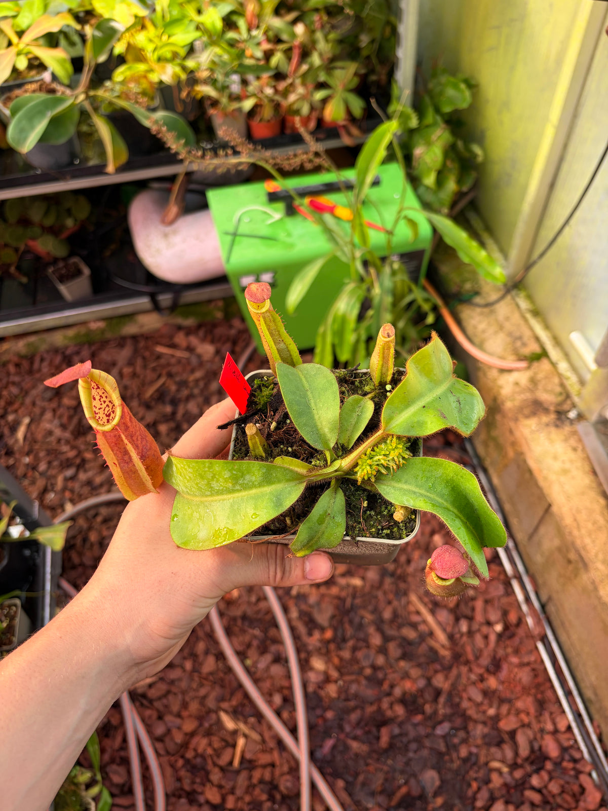 Nepenthes veitchii ‚candy x F2‘ #10 15cm