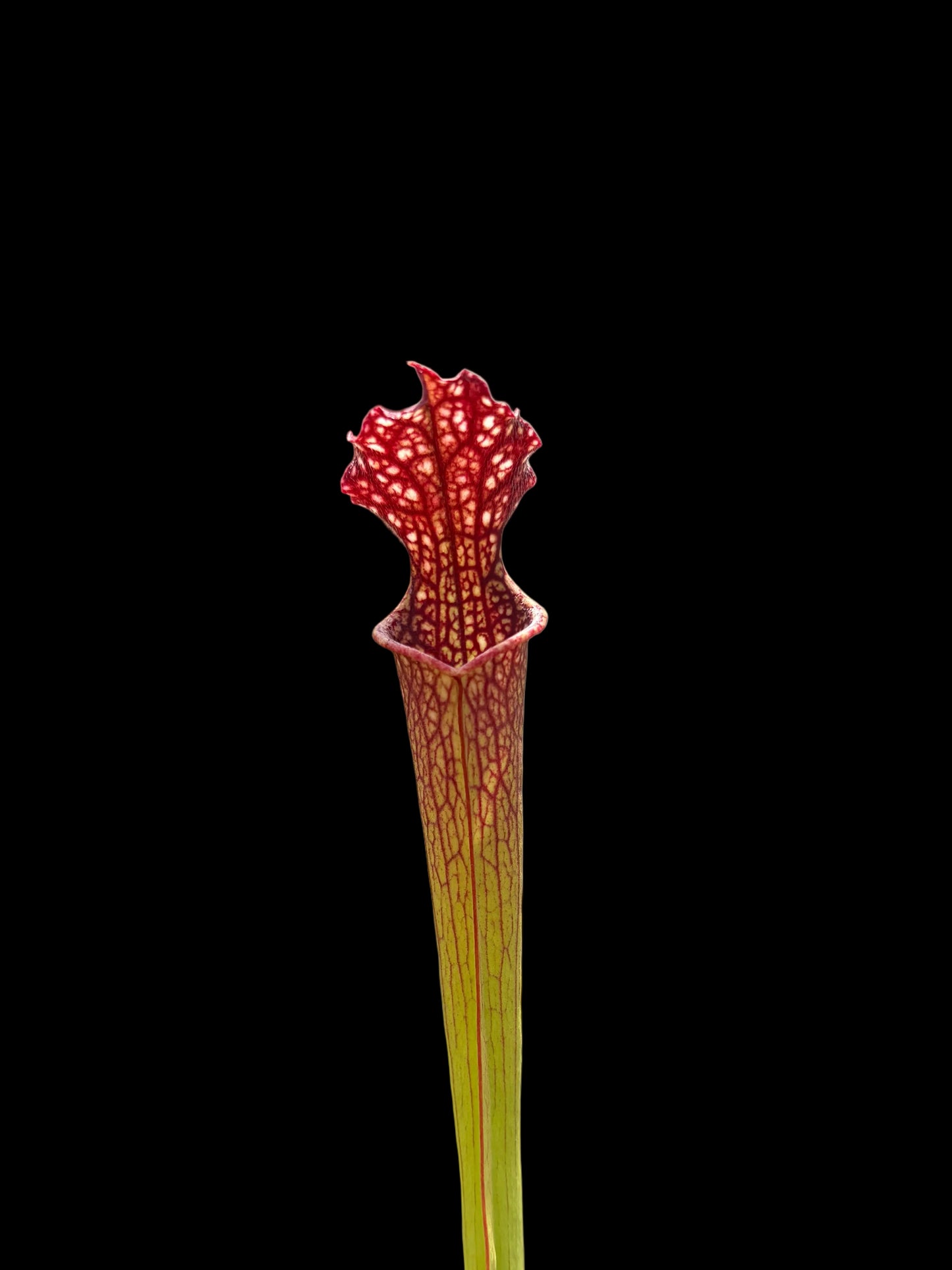 Sarracenia leucophylla hybrid #032
