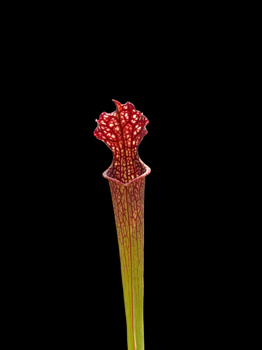 Sarracenia leucophylla hybrid #032