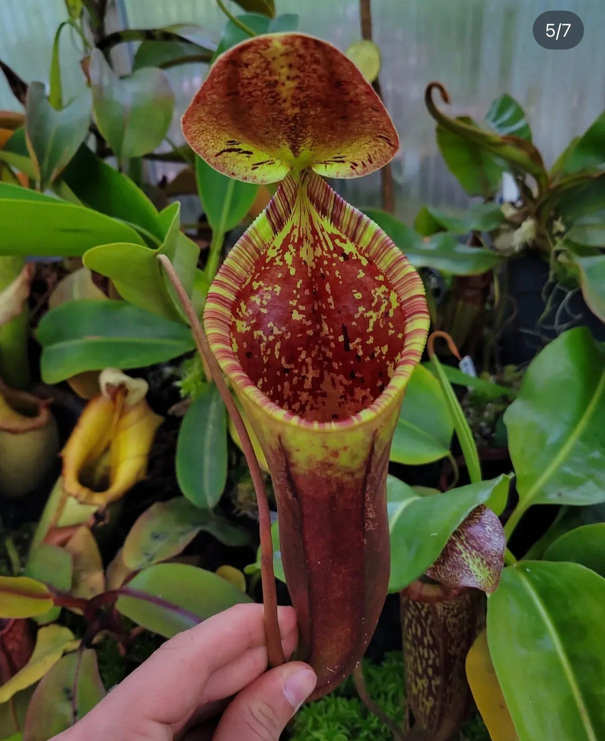 Nepenthes lowii x campanulata ‚EP‘ rooted cutting