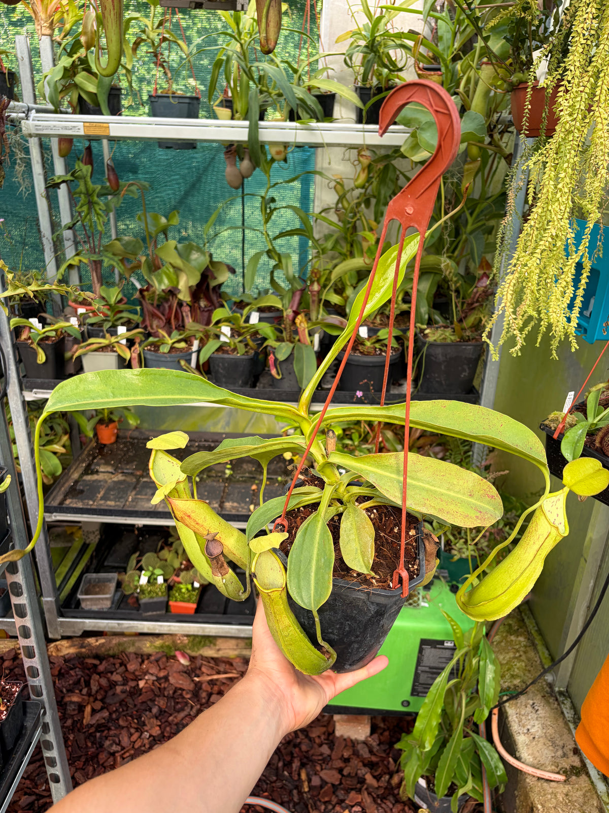 Nepenthes robcantleyi x reinwardtiana 30cm+