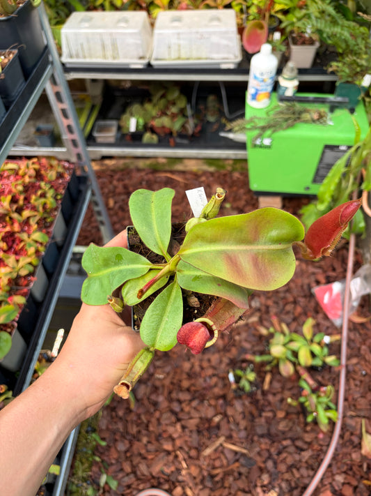 Nepenthes (veitchii ‚candy‘ x boschiana) x veitchii ‚candy‘ 15cm+