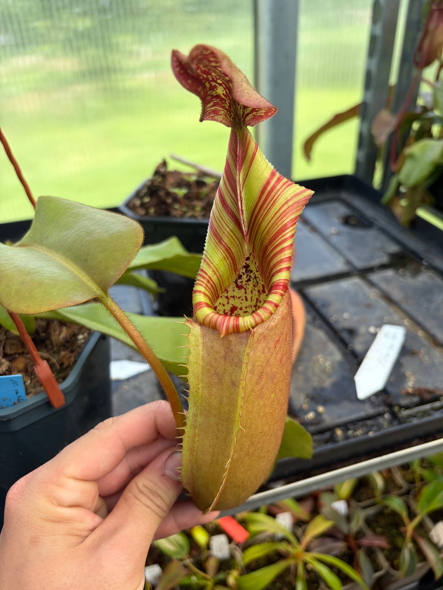 Nepenthes veitchii 'Murud' 15cm