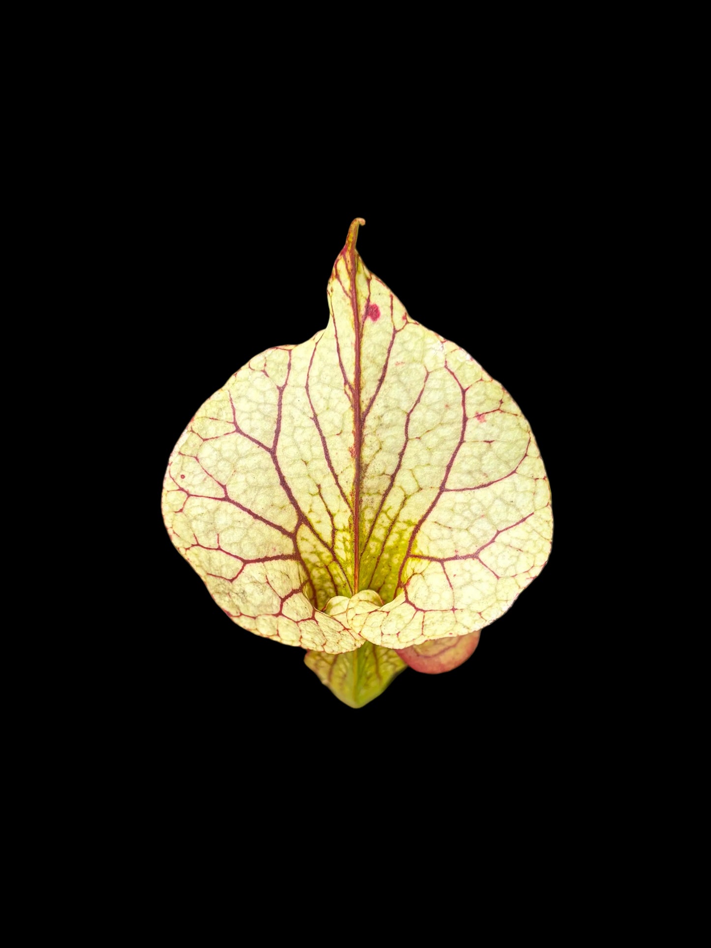 Sarracenia x adrian slack