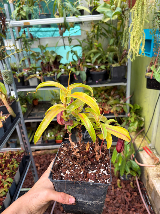 Nepenthes hamata x ventricosa ‚4 Growpoints‘