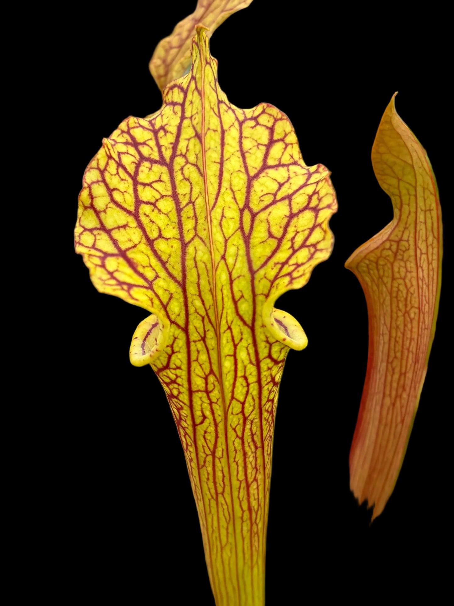 Sarracenia hybrid #003