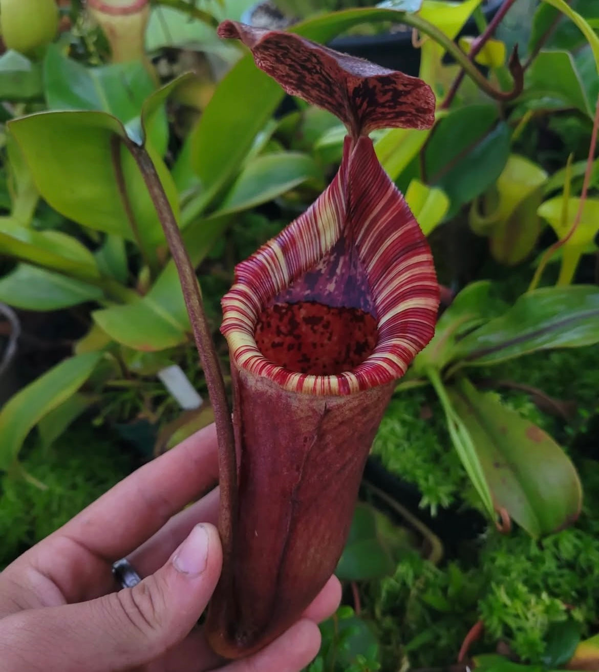 Nepenthes (veitchii x burbidgeae) x (lowii x campanulata EP) 60cm