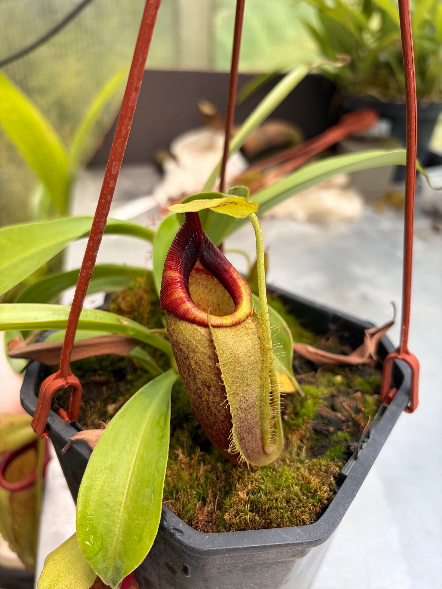 Nepenthes spathulata x flava