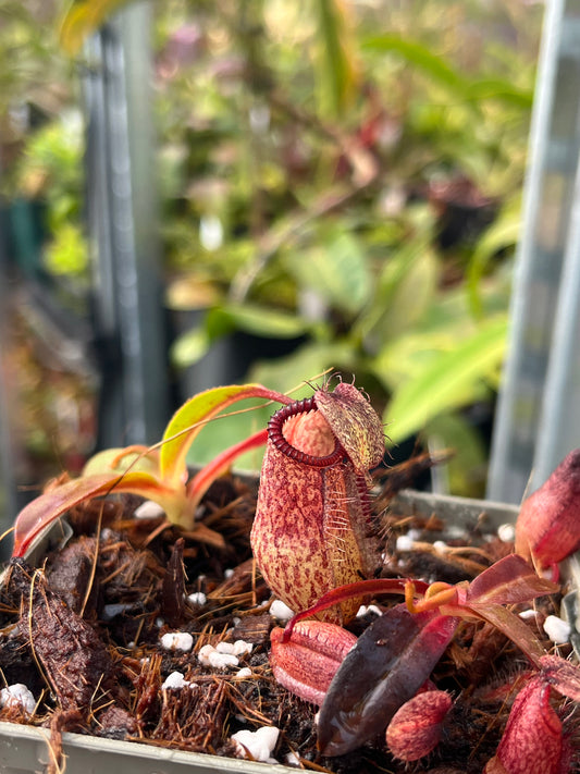 Nepenthes hamata x attenboroughii 7cm