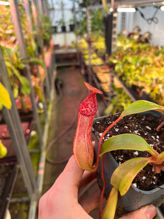 Nepenthes petiolata x alata 10cm