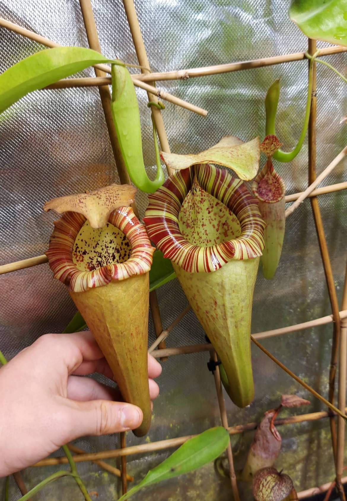 Nepenthes platychila x boschiana 10cm
