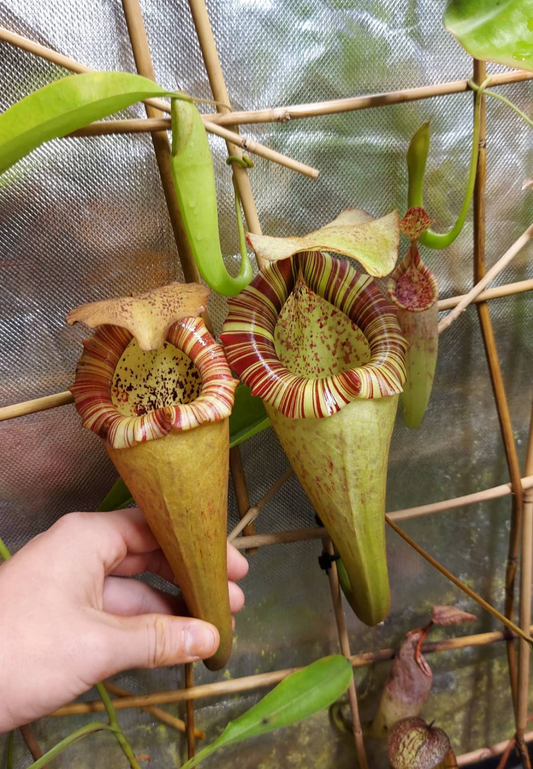 Nepenthes platychila x boschiana 10cm