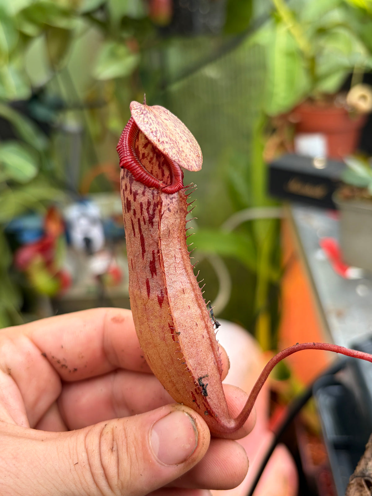 Nepenthes mapuluensis x ventricosa 10-15cm