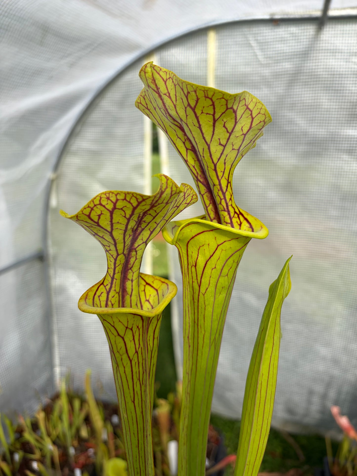 Sarracenia flava var. ornata Improved black veins x self