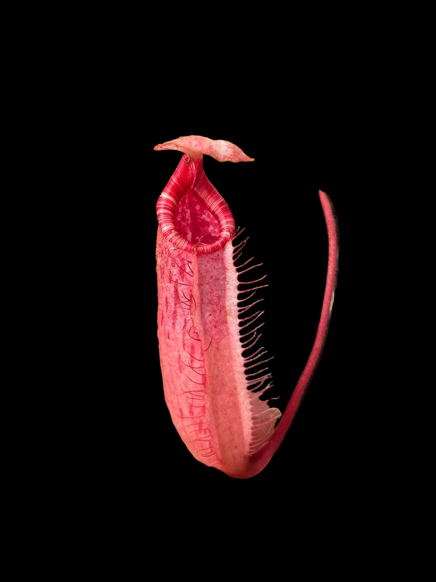 Nepenthes peltata x (lowii x veitchii) 10cm
