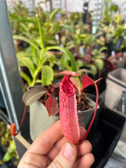 Nepenthes peltata x (lowii x veitchii) 10cm